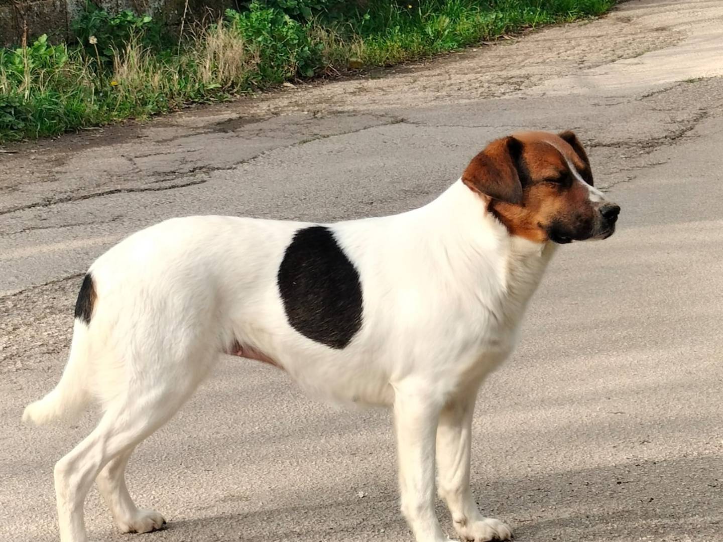 Vuoi adottare un cane a Frosinone?