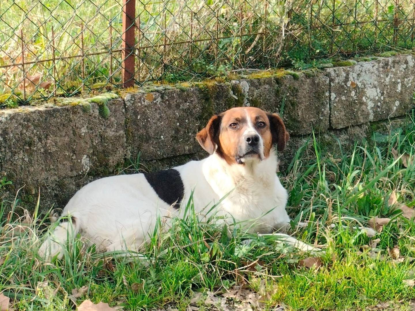 Adotta il cane ALMA a Frosinone