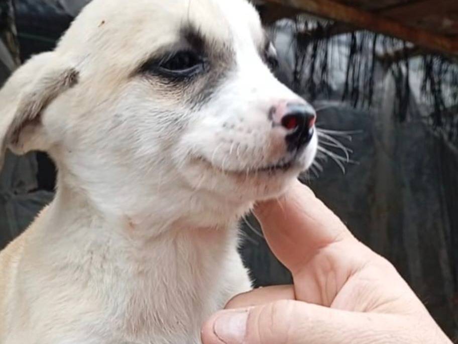 Foto dell'animale