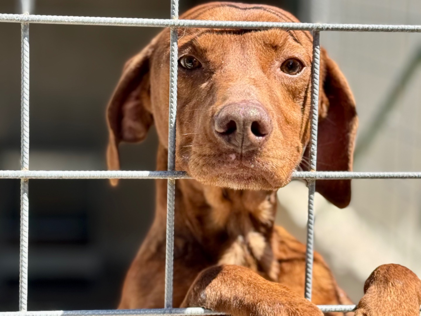 Foto dell'animale