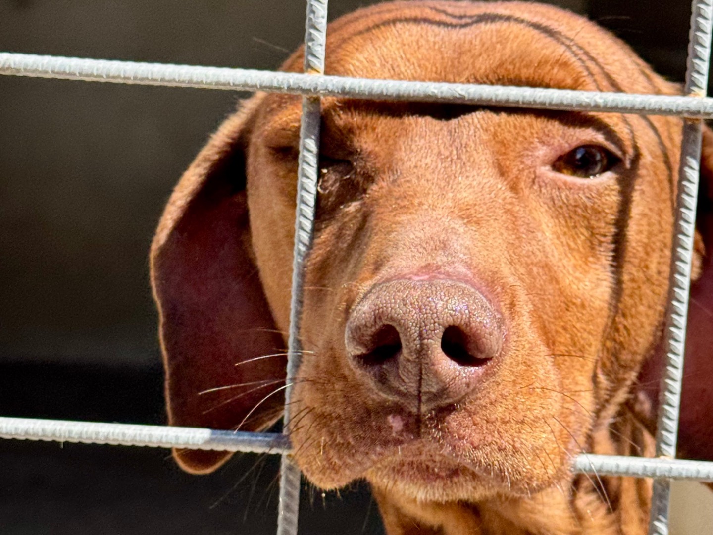 Adotta un cane, maschio, 1 anno e 2 mesi , Salerno