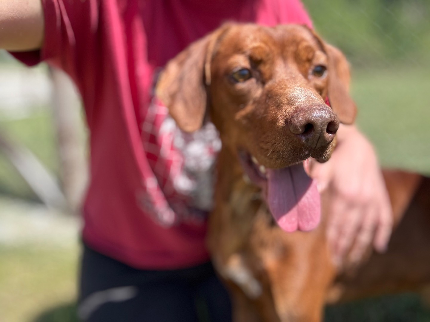 Adotta un cane, taglia media, maschio, Salerno