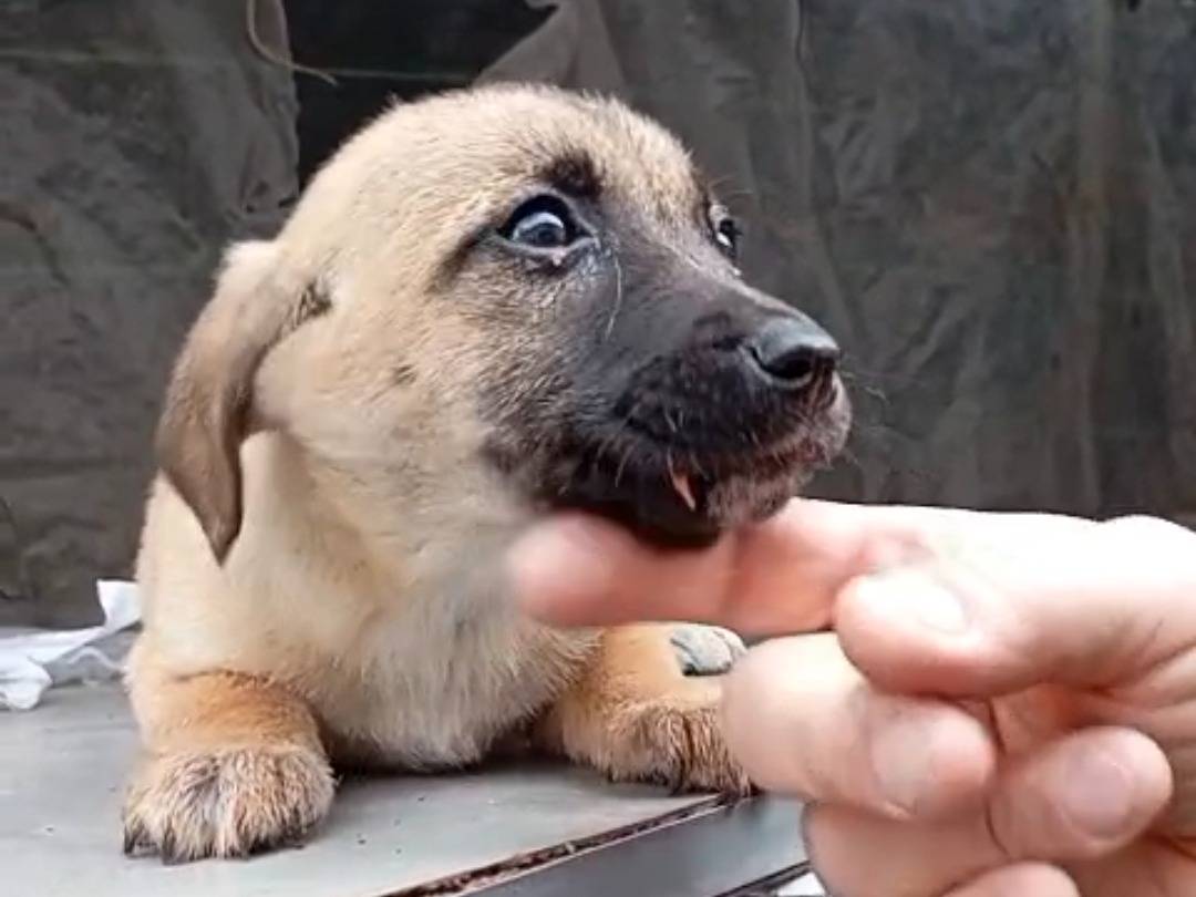 Foto dell'animale