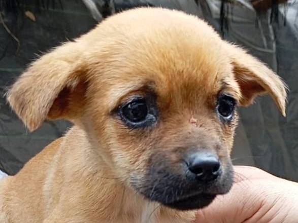 Adotta un cane, femmina, 1 mesi, Vibo