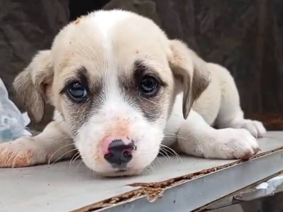 Foto dell'animale