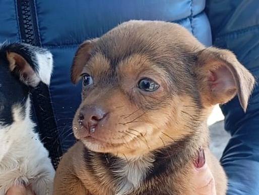 Adozione cane, femmina, Razza sconosciuta Razza sconosciuta, 1 mesi, taglia piccola, Vibo