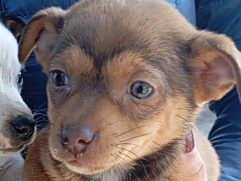 Adotta un cane, femmina, 1 mesi, Vibo