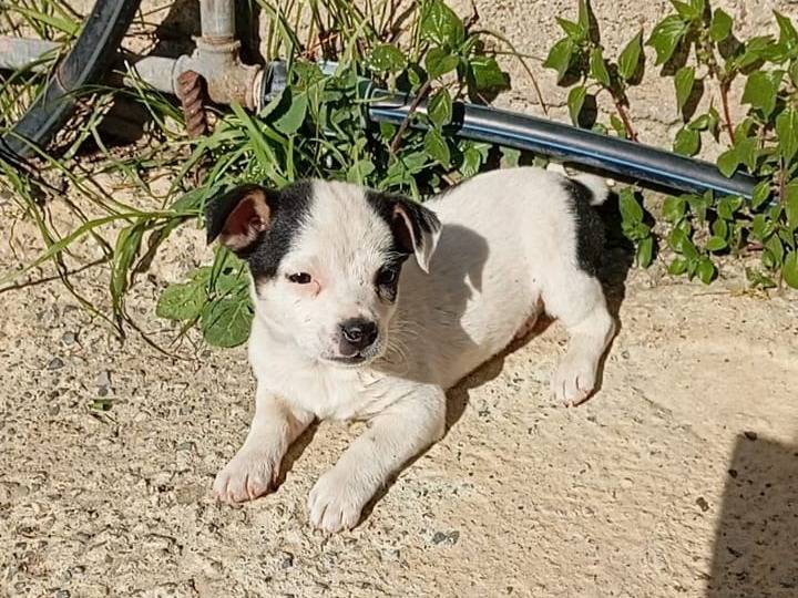 Adozione cane, femmina, Razza sconosciuta Razza sconosciuta, 1 mesi, taglia piccola, Vibo