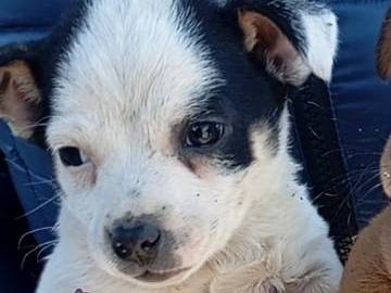 Adotta un cane, femmina, 1 mesi, Vibo