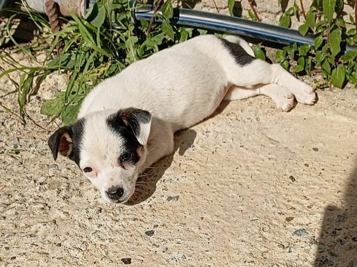 Adotta un cane, taglia piccola, femmina, Vibo