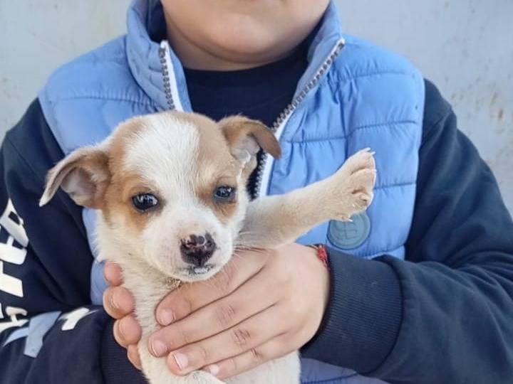 Foto dell'animale