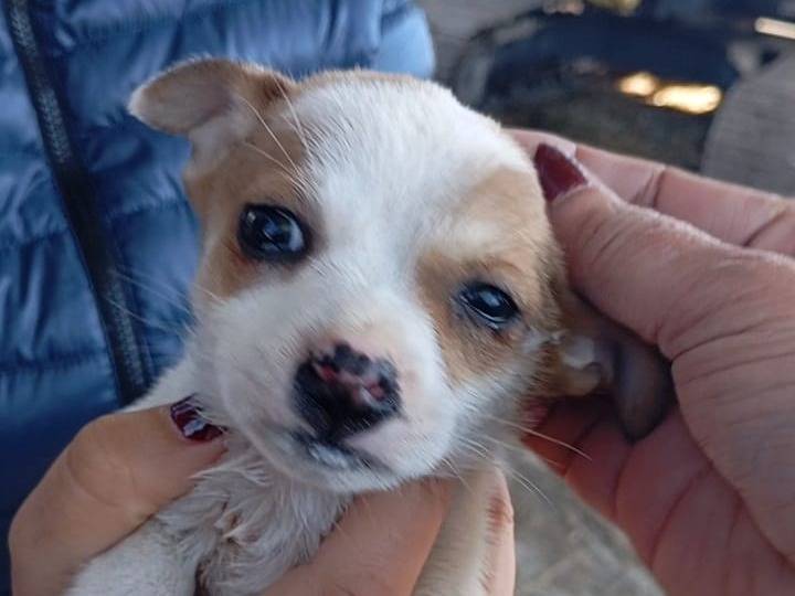Adotta un cane, femmina, 1 mesi, Vibo