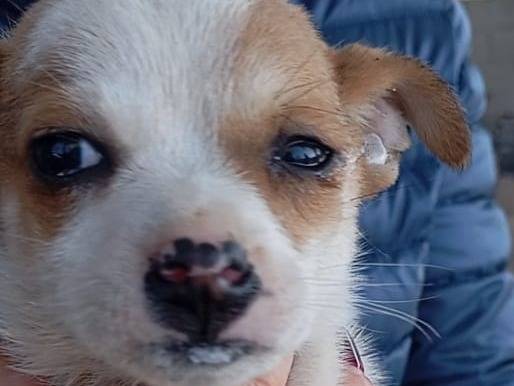 Adotta un cane, taglia piccola, femmina, Vibo