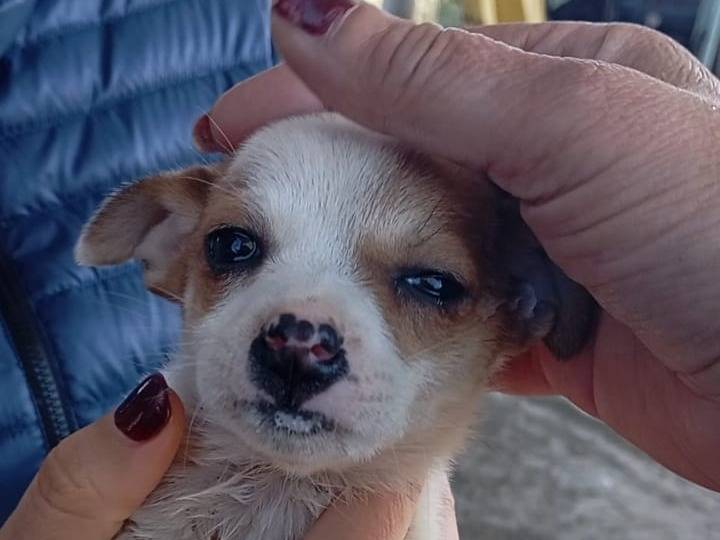 Vuoi adottare un cane a Vibo?