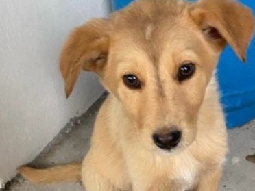Adotta un cane, taglia media, femmina, Siracusa