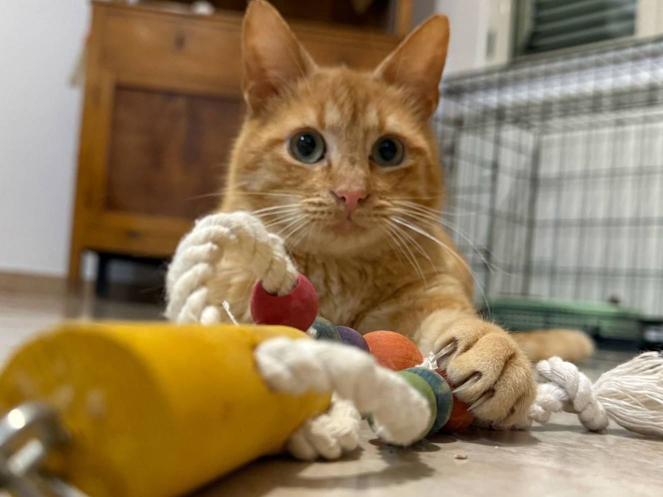 Foto dell'animale