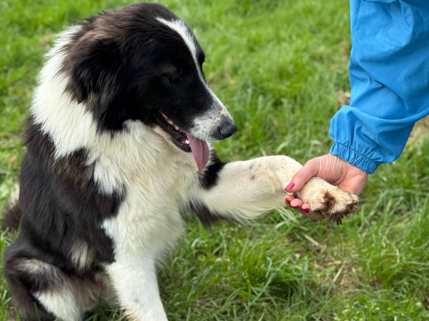Adotta un cane, maschio, 2 anni  e 3 mesi , Frosinone
