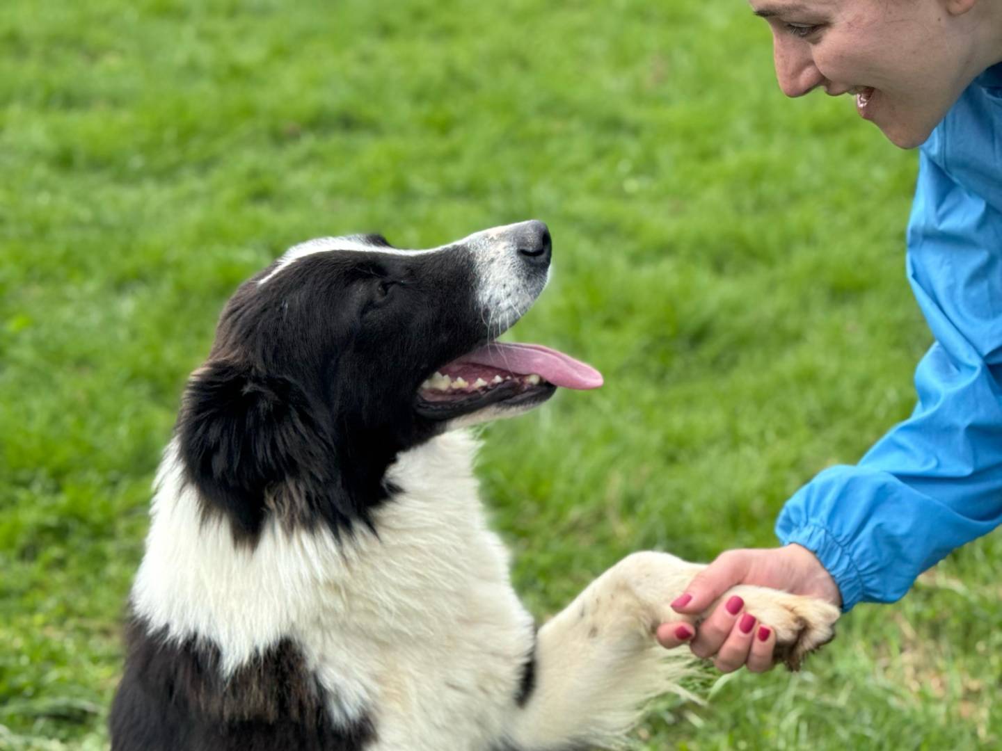 Adotta un cane, taglia media, maschio, Frosinone