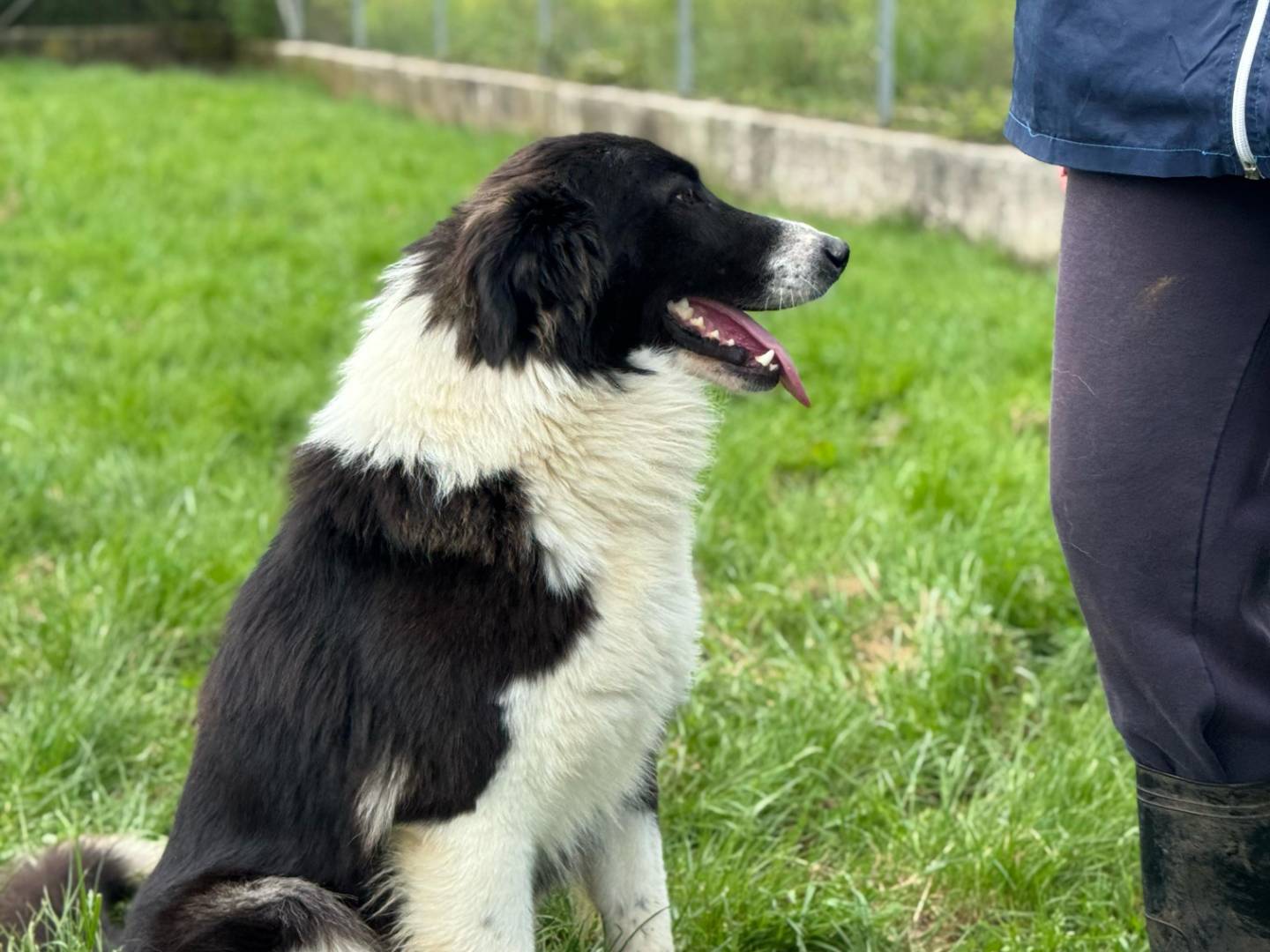 Adotta il cane oslo a Frosinone
