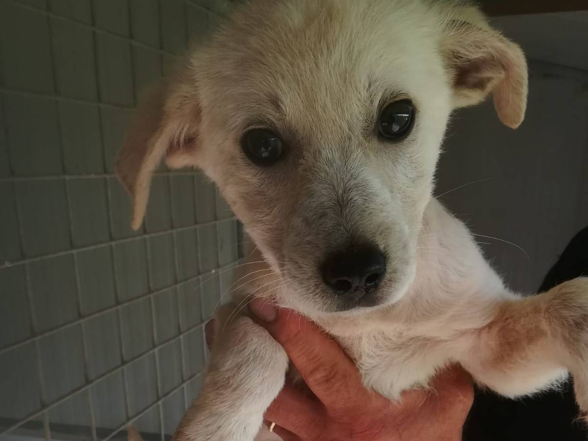 Adozione cane, maschio, Razza sconosciuta Razza sconosciuta, 2 mesi, taglia media, Frosinone
