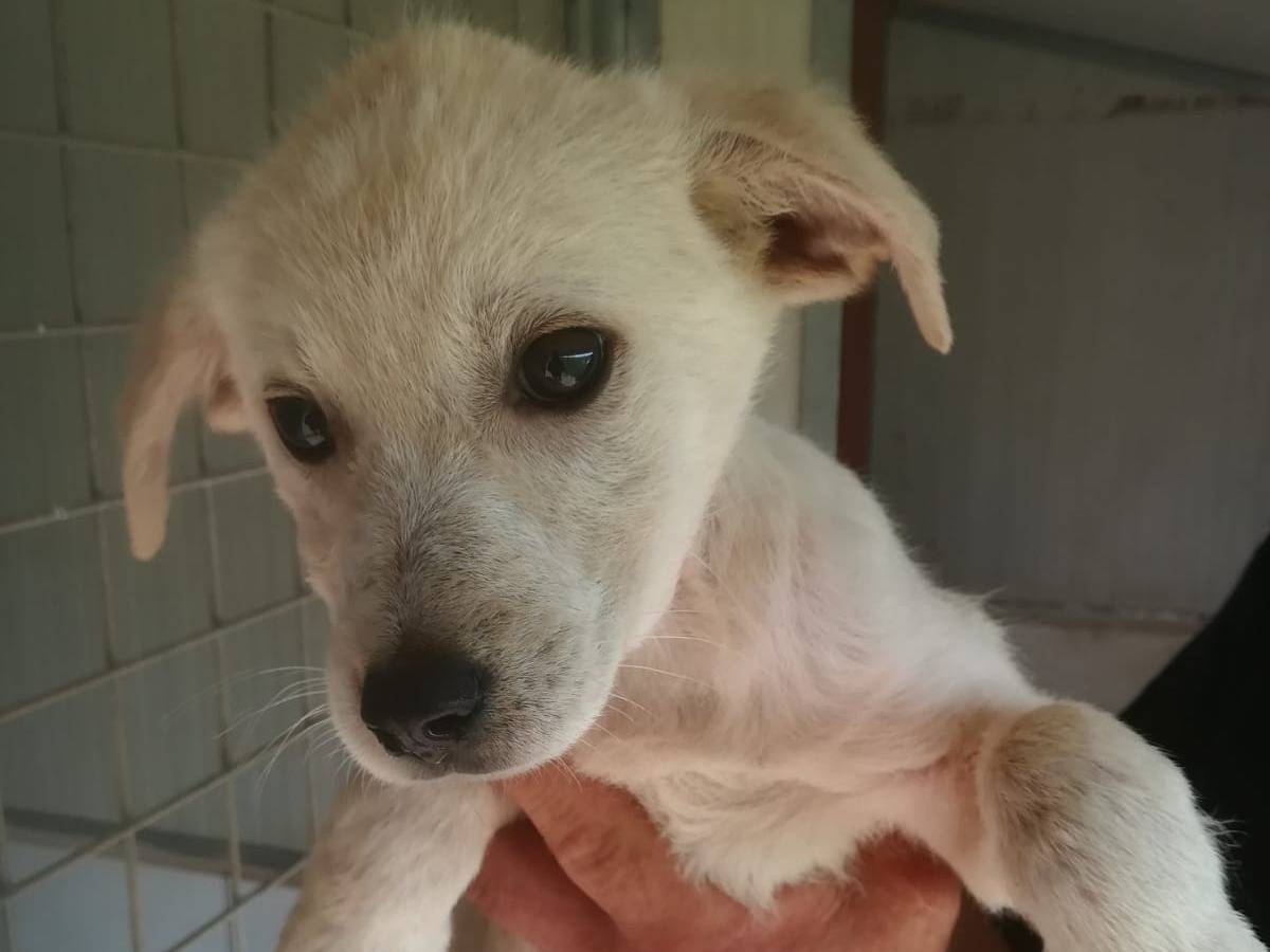 Adotta un cane, maschio, 2 mesi, Frosinone