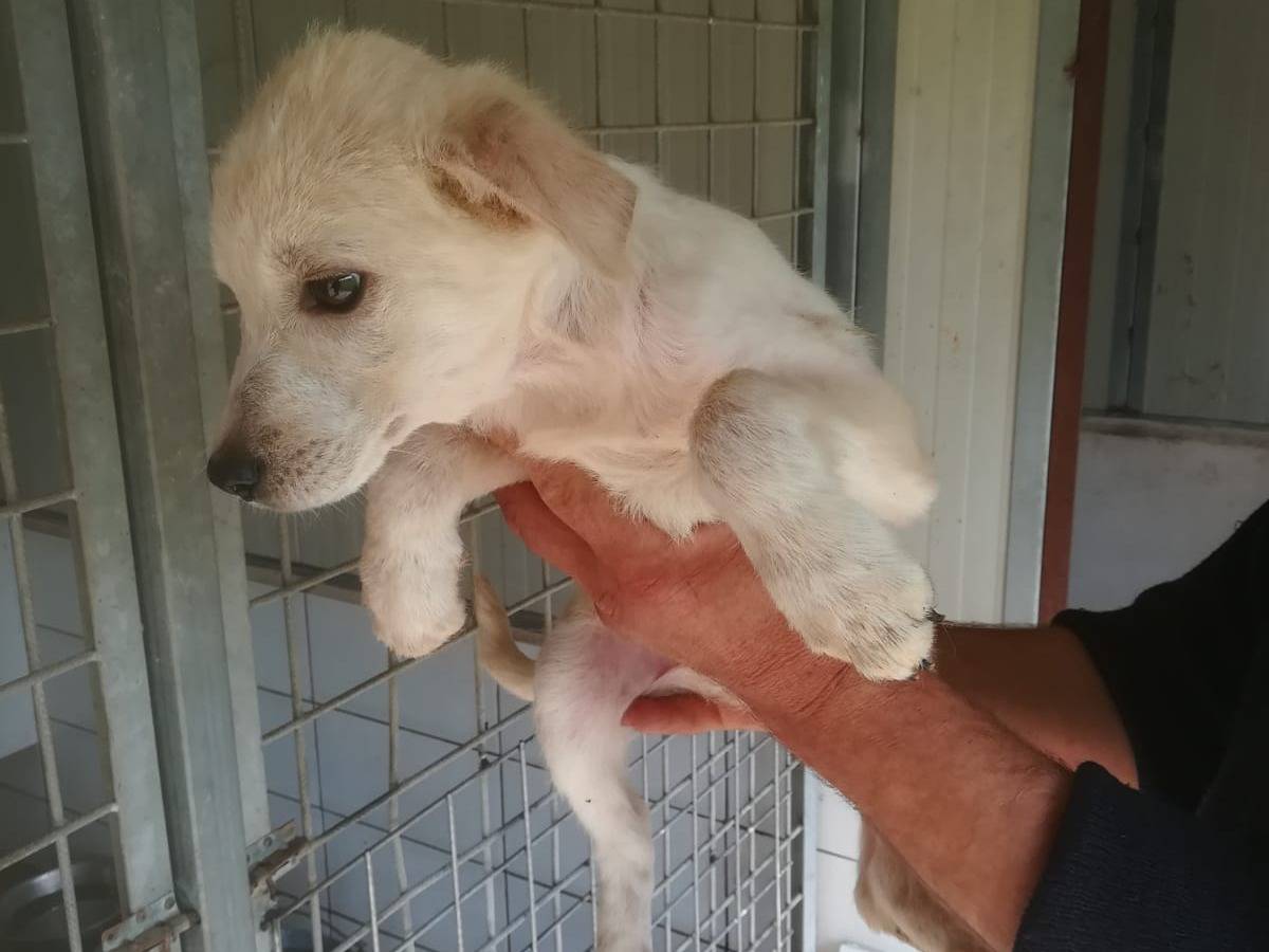 Adotta un cane, taglia media, maschio, Frosinone