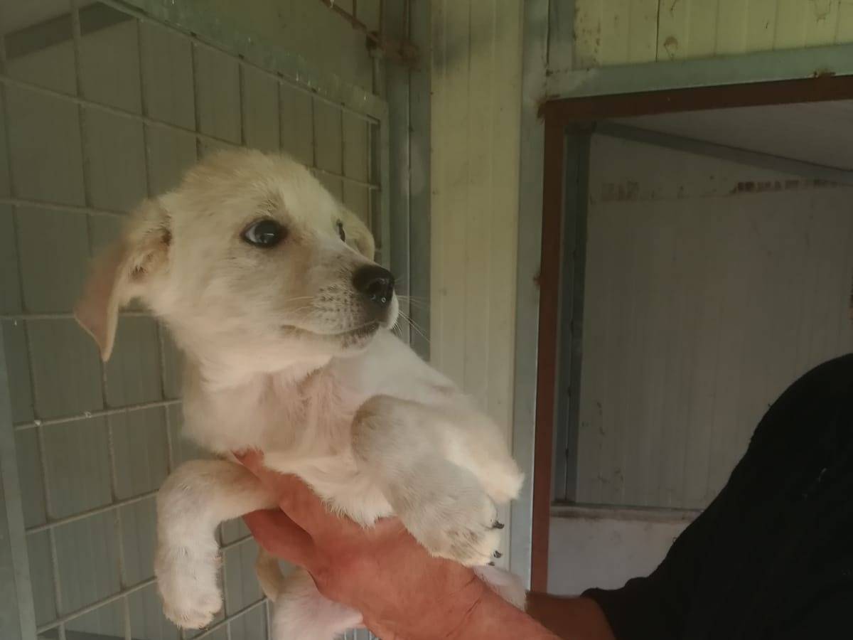 Vuoi adottare un cane a Frosinone?