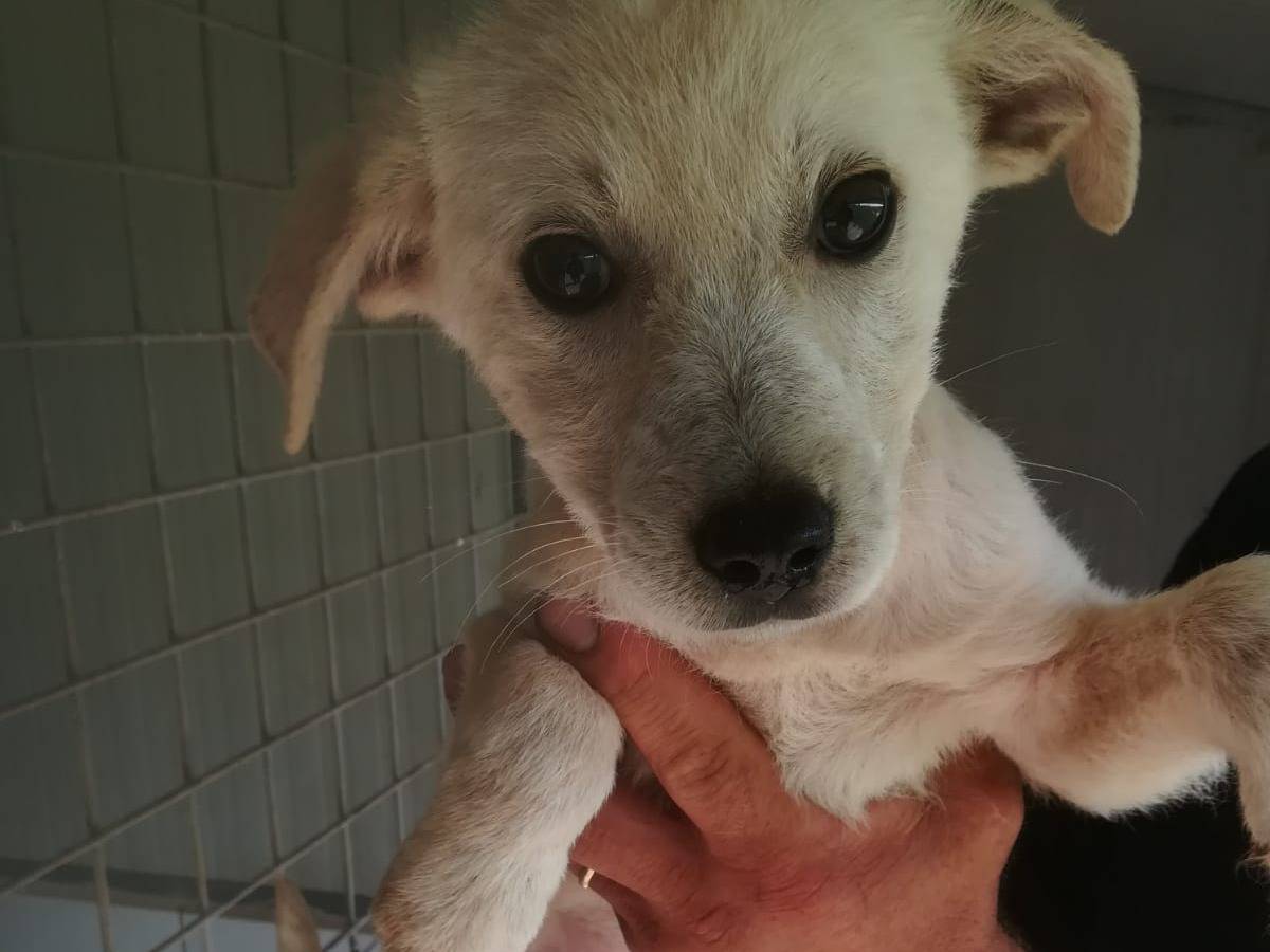Adotta il cane Ettore a Frosinone