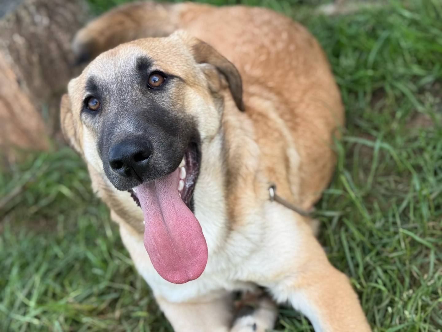 Adotta un cane, taglia media, maschio, Frosinone