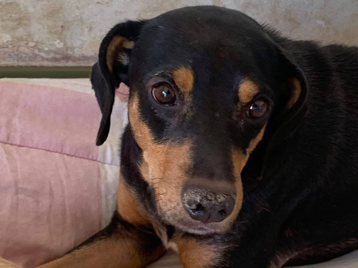 Adozione cane, maschio, Pinscher Razza sconosciuta, 6 anni  e 9 mesi , taglia media contenuta, Lecco