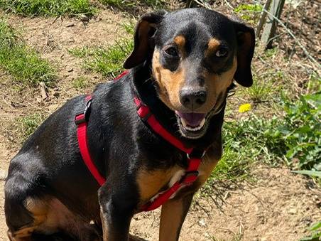 Adotta un cane, maschio, 6 anni  e 9 mesi , Lecco
