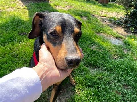 Adotta un cane, taglia media contenuta, maschio, Lecco