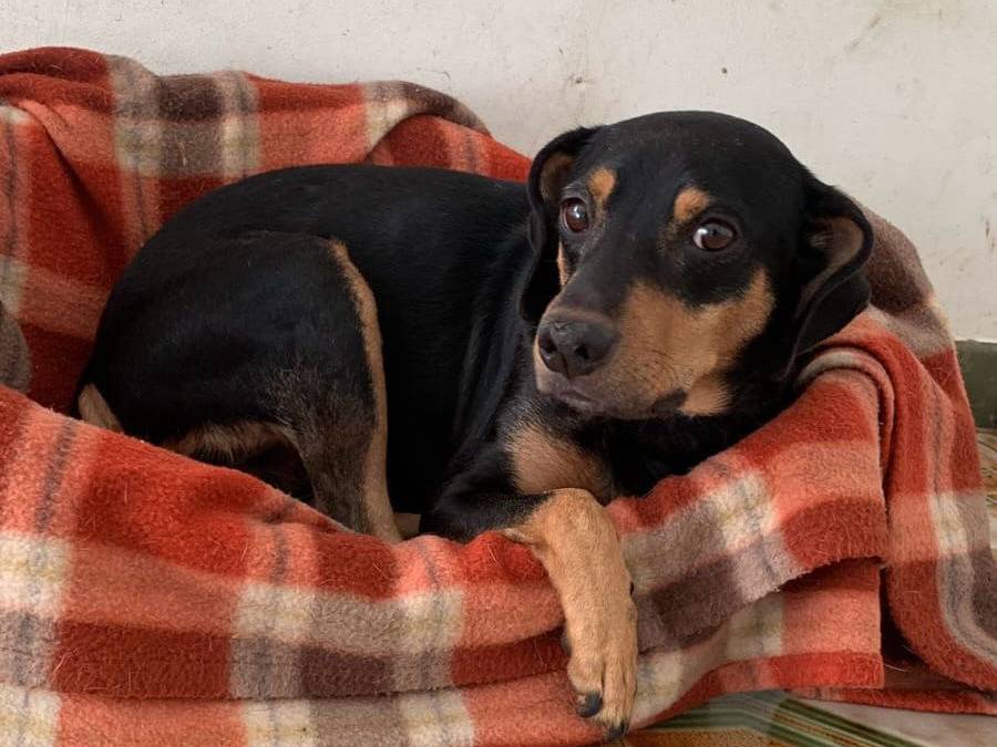Vuoi adottare un cane a Lecco?
