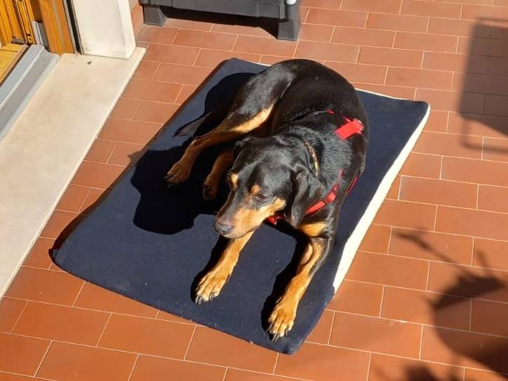 Adotta il cane Piri a Lecco