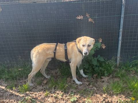 Adotta un cane, maschio, 6 anni  e 2 mesi , Milano