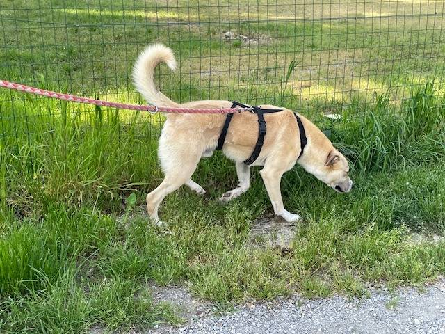 Adotta un cane, taglia media, maschio, Milano