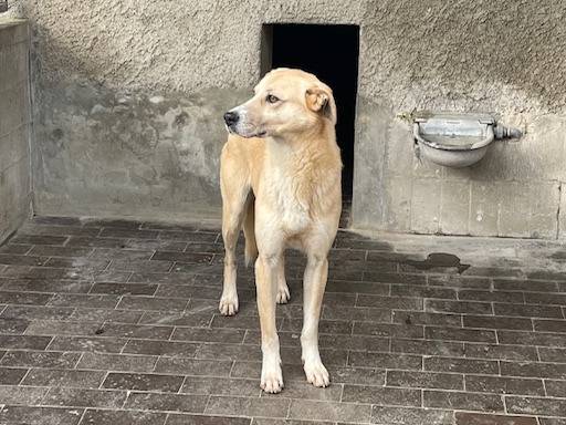 Vuoi adottare un cane a Milano?