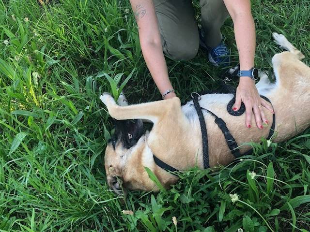 Adotta il cane Wilson a Milano