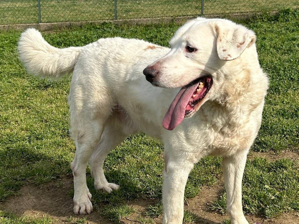 Adozione cane, maschio, Labrador Retriever Razza sconosciuta, 6 anni e 8 mesi, taglia grande, Roma