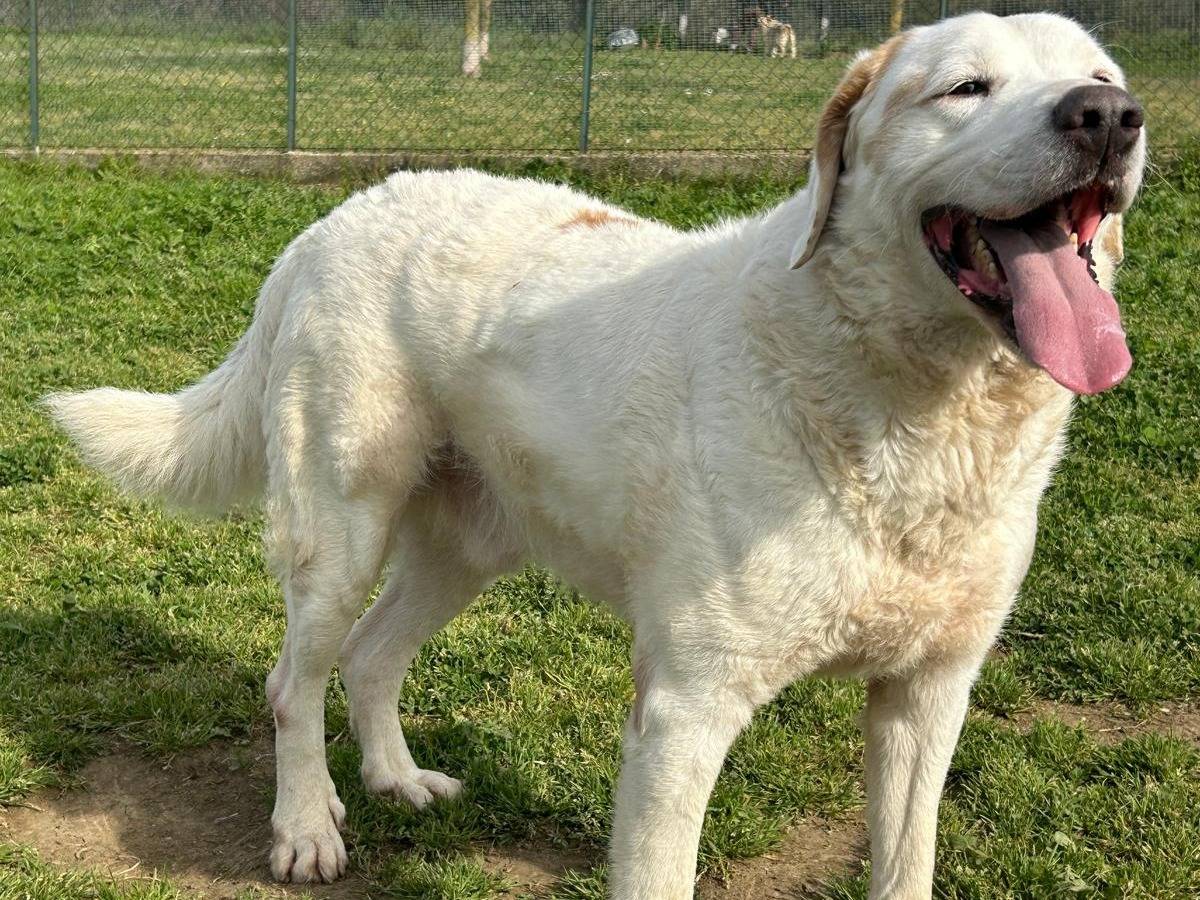 Adotta un cane, taglia grande, maschio, Roma