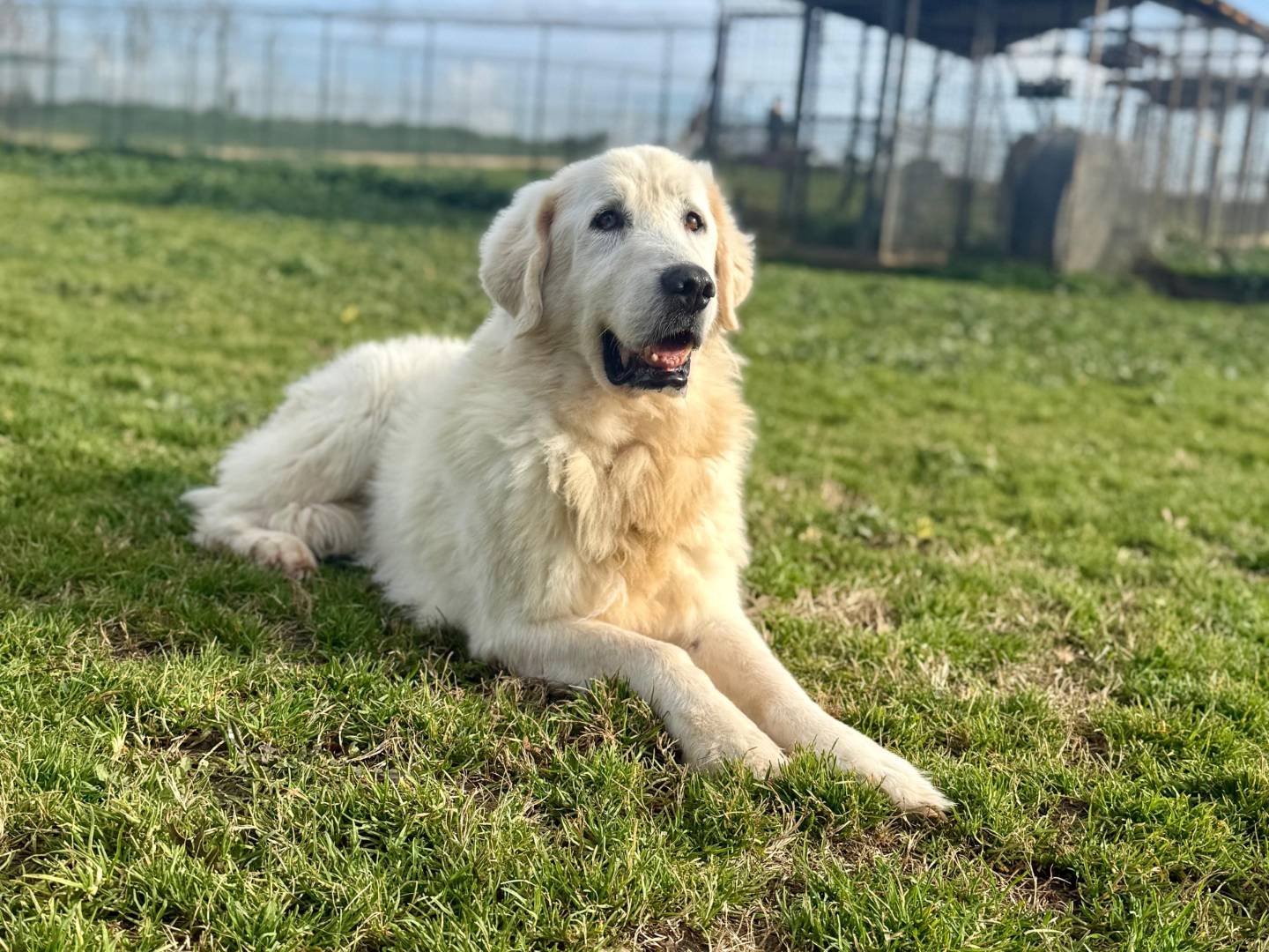 Adotta un cane, taglia gigante, maschio, Roma