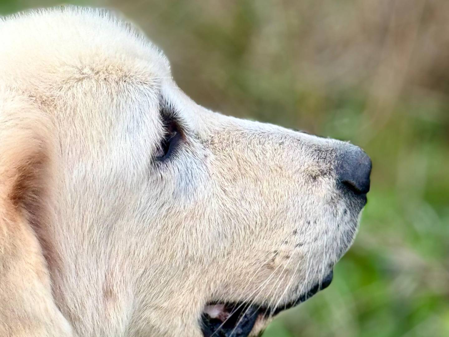 Vuoi adottare un cane a Roma?