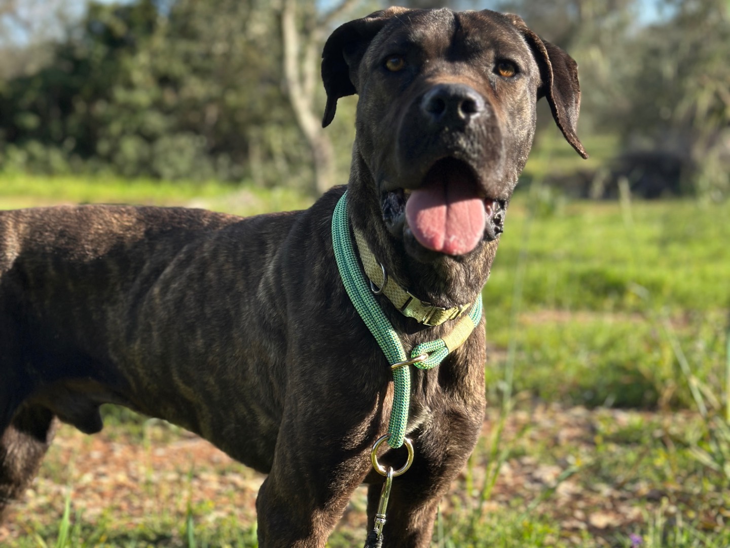 Adotta un cane, maschio, 2 anni  e 4 mesi , Taranto