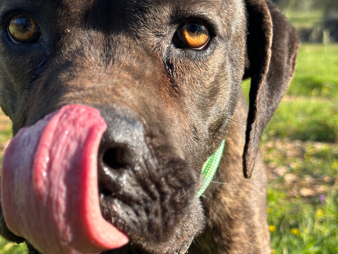 Adotta un cane, taglia grande, maschio, Taranto