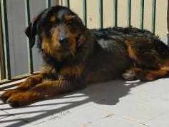 Adotta un cane, maschio, 4 anni  e 1 mese, Padova
