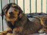 Adotta un cane, taglia media contenuta, maschio, Padova