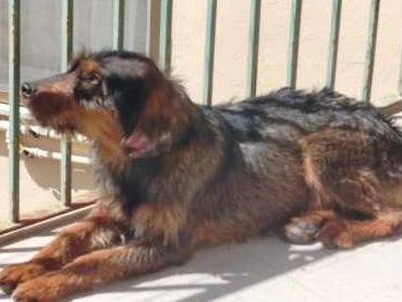 Vuoi adottare un cane a Padova?