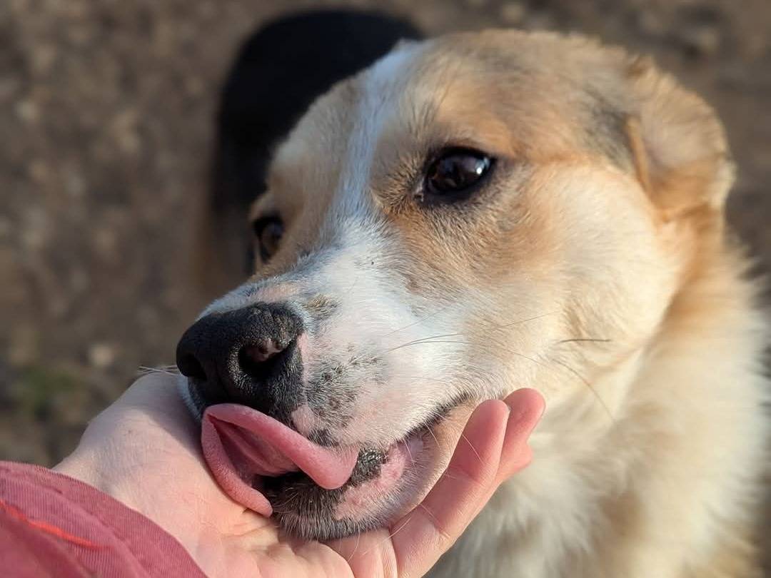 Adotta un cane, taglia media, maschio, Benevento