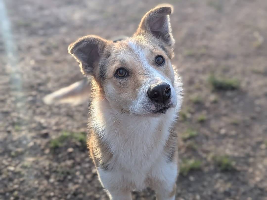 Vuoi adottare un cane a Benevento?