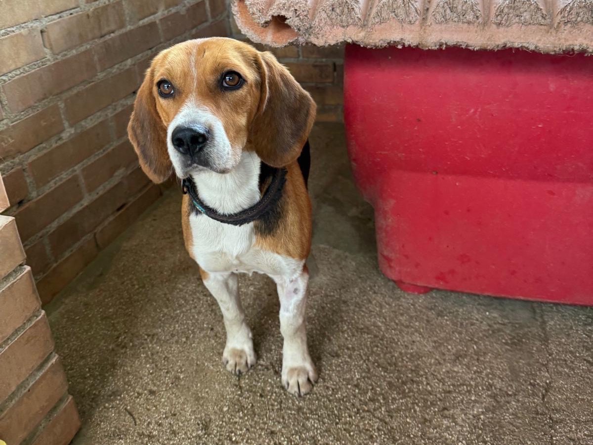 Adozione cane, femmina, Beagle  Razza sconosciuta, 3 anni  e 1 mese, taglia media contenuta, Foggia